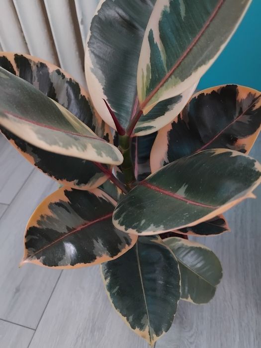 Фікус Беліз 50 см