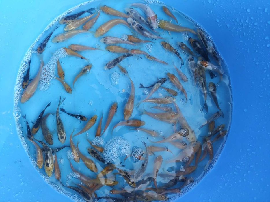 Продам малька карпа Кої