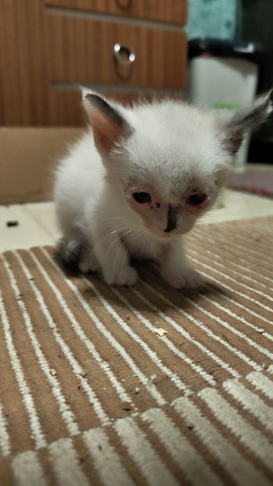 Gatos para adoção responsável
