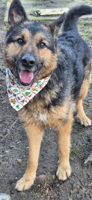 Piesek około cztery lata