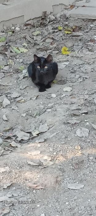 Koty do oddania za darmo