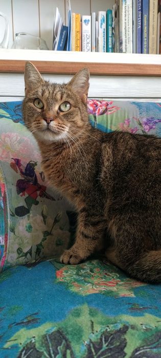 Kotka Jedynaczka szuka domu