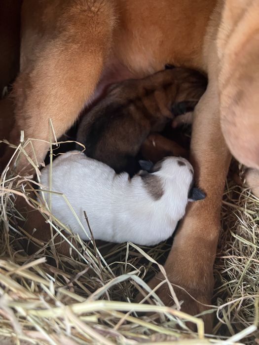 відам песиків проди Шарпей  в добрі рукі