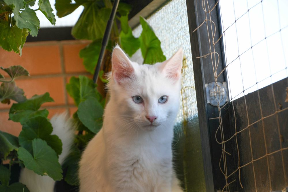 Bernardim: gatinho Angorá turco branco e de olhos azuis. Boa audição