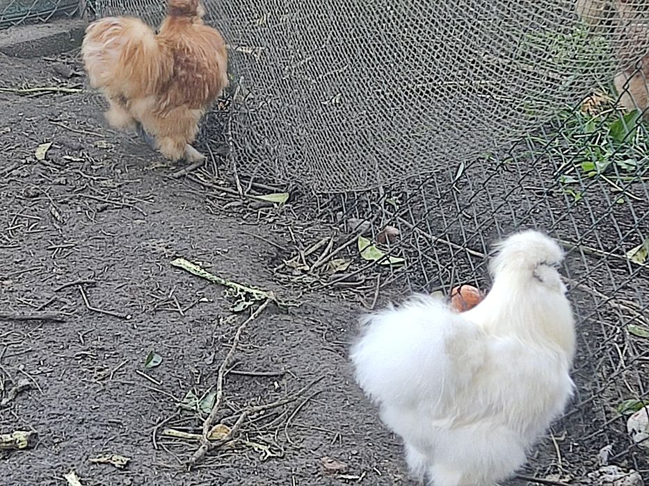 Sedosa do Japão Macho