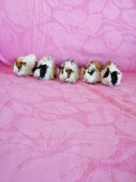 Świnka morska kawia domowa