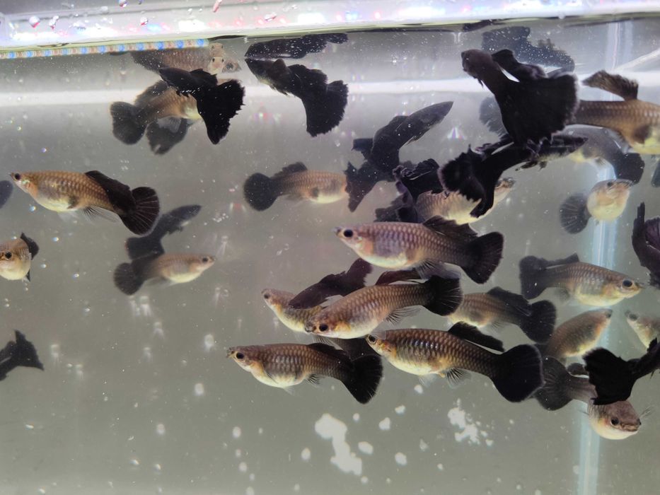 Gupik gupiki Black moscow long dorsal