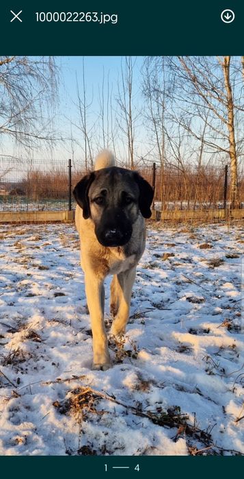 Kangal szczeniak suczka