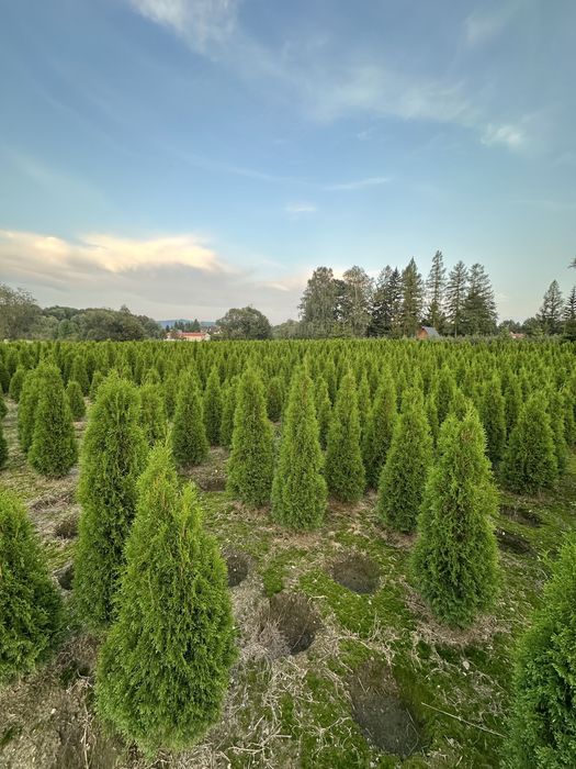 Tuja thuje szmaragd szmaragdy sadzenie transport