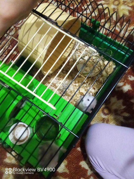 Хомяк джунгарик разных окрасов