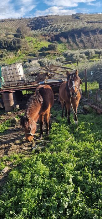 Vendo 2 poldras garranas