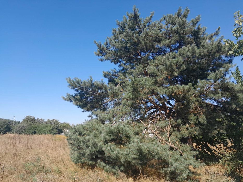 Земельна ділянка з фундаментом 7,5 соток від Черкас 6 км