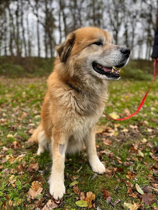 Piękny mix kaukaza do adopcji!