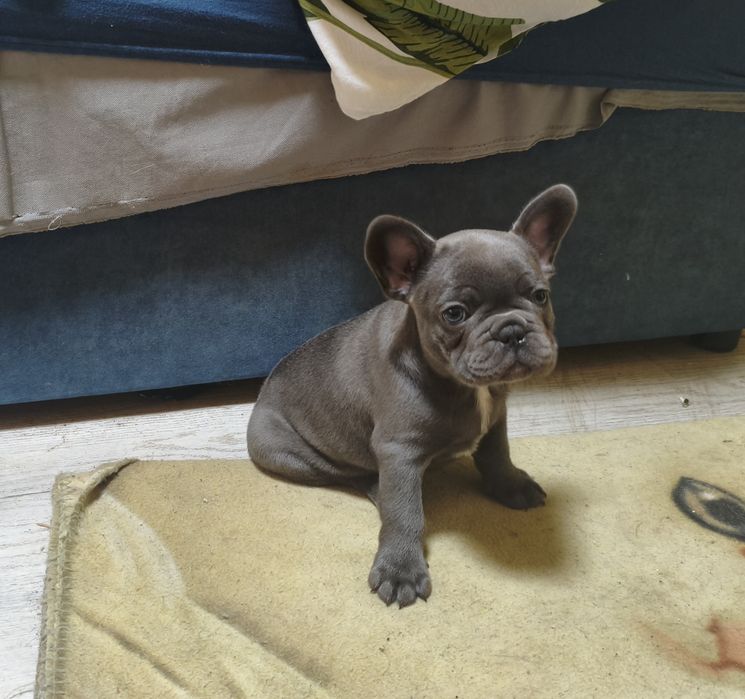 Buldog francuski