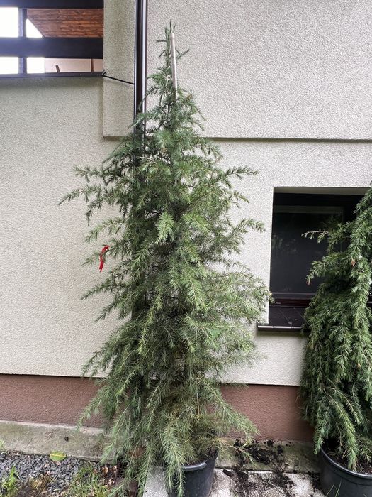 Cedr himalajski - cedrus deodora C20 150-175cm