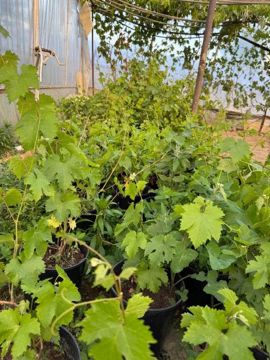 Саджанці винограду