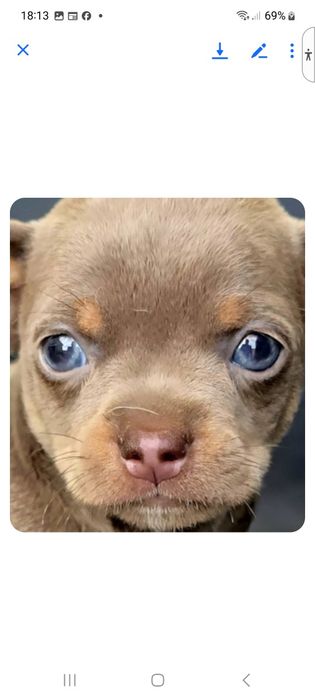 Chiuhahua Blue And Tan cor linda