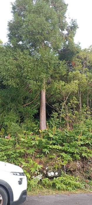 Terreno rústico 1,068 ha com acesso alcatroado — São João, Pico