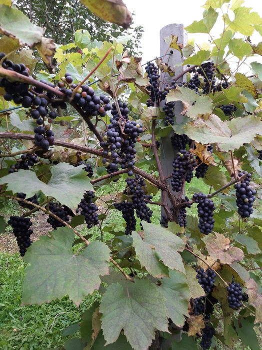 Dżem winogronowy BEZ DODATKU CUKRU domowy 190 gram