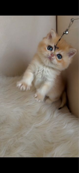 Золоті британські шиншили кошенята хлопчик та дівчинка