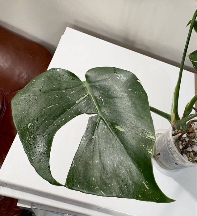 Monstera thai NOID