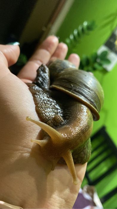 ślimaki Afrykańskie średnie i duże