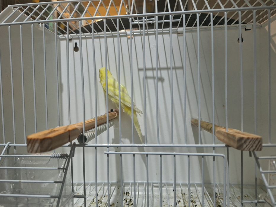 Canario largues espanhol