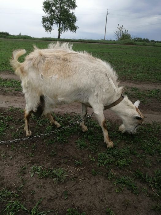 Продам білу козу.