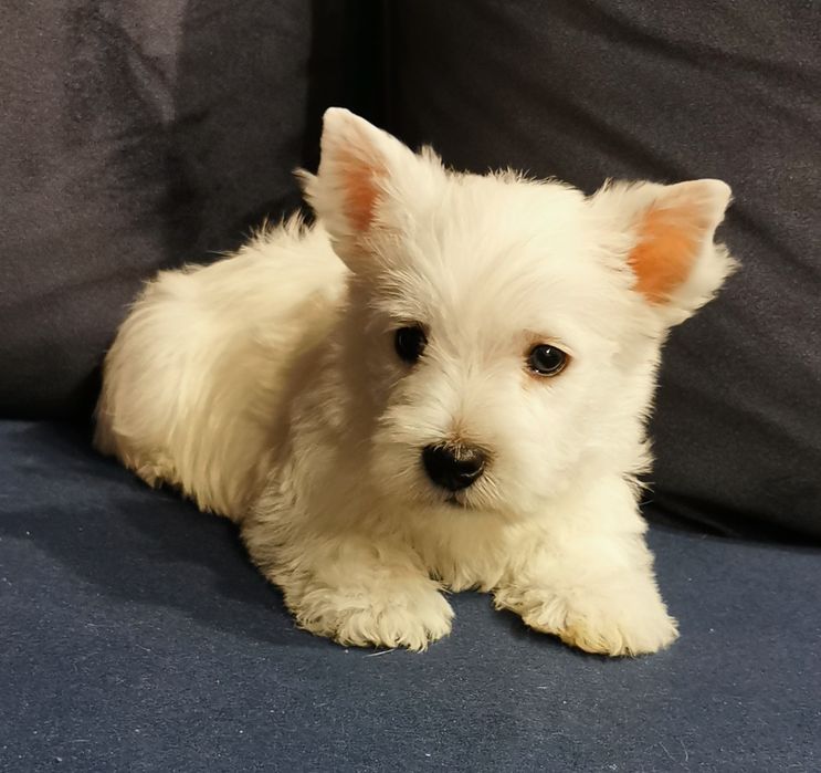 Piesek West highland white terrier