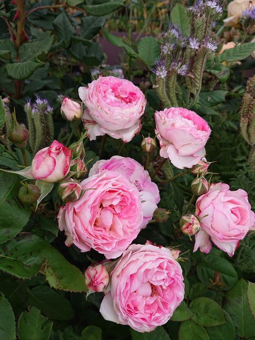 Продам троянди дорослі кущі