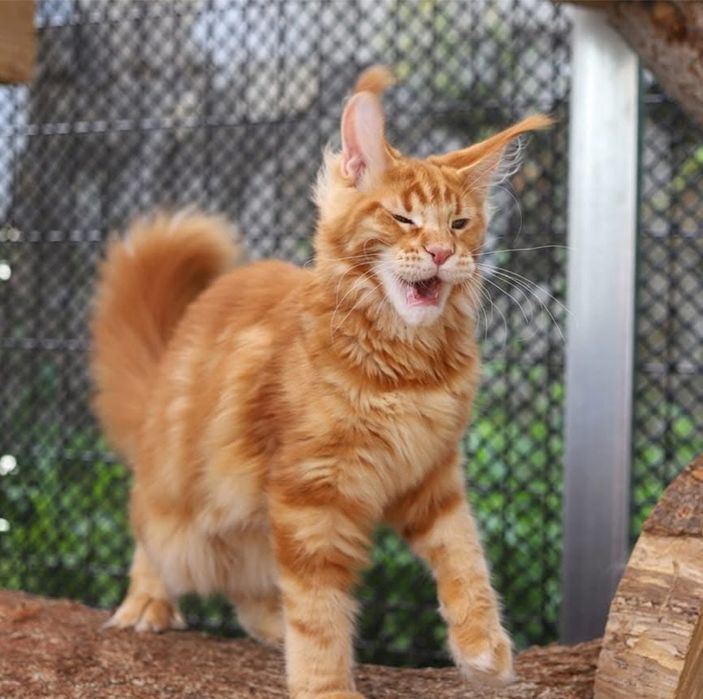 Львята Мейн-кун на продажу