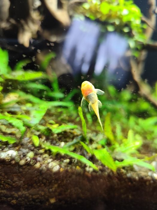 Zbrojniki niebieskie czarne i albinosy