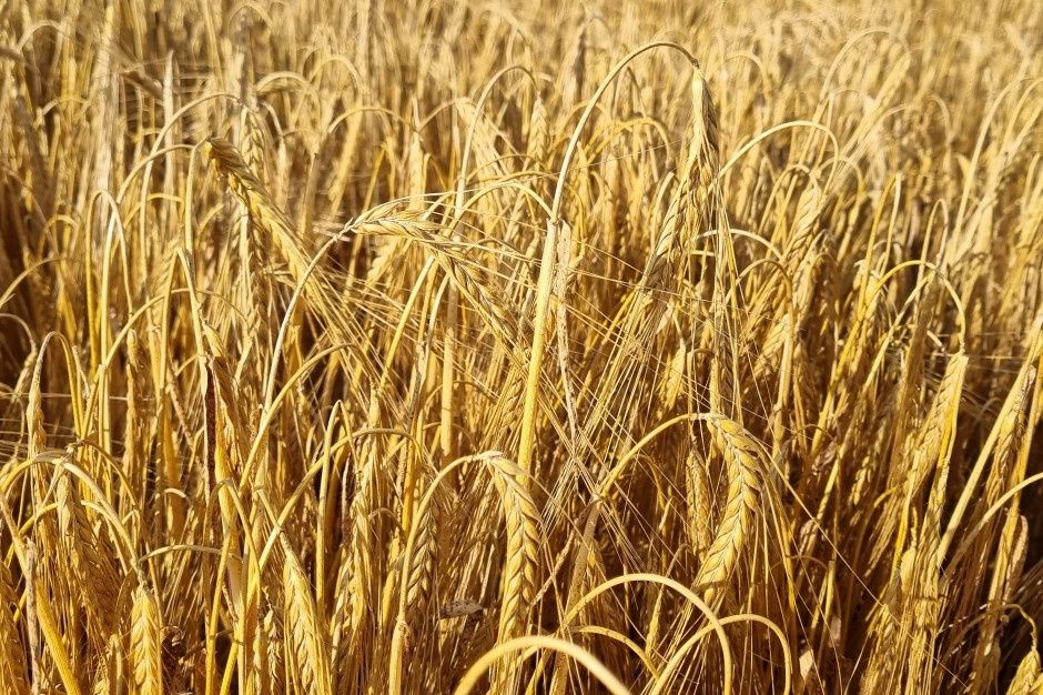 Jęczmień zbiór 2025