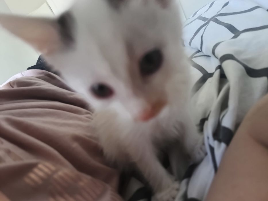 maly kotek okolo 3 miesiace