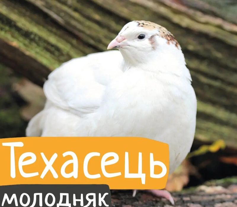 Молода несучка техаського  білого перепела та добовий молодняк і підрощені
