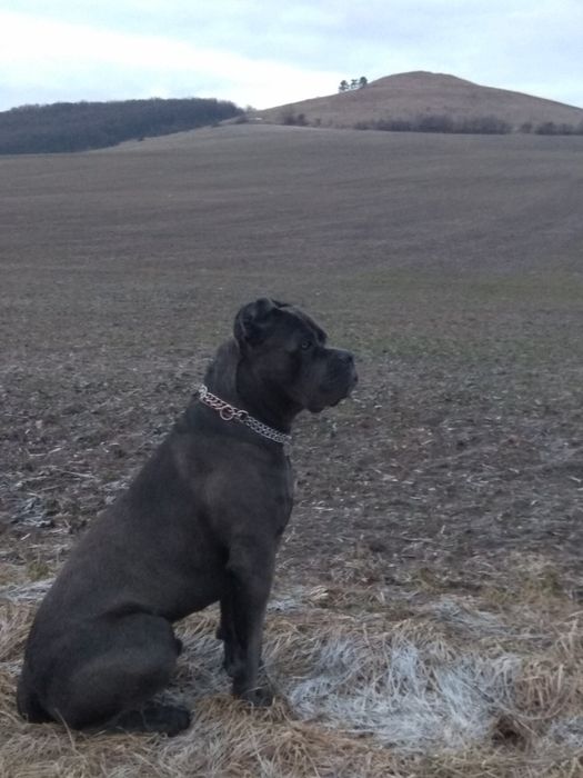 Шукає наречену Кане-Корсо