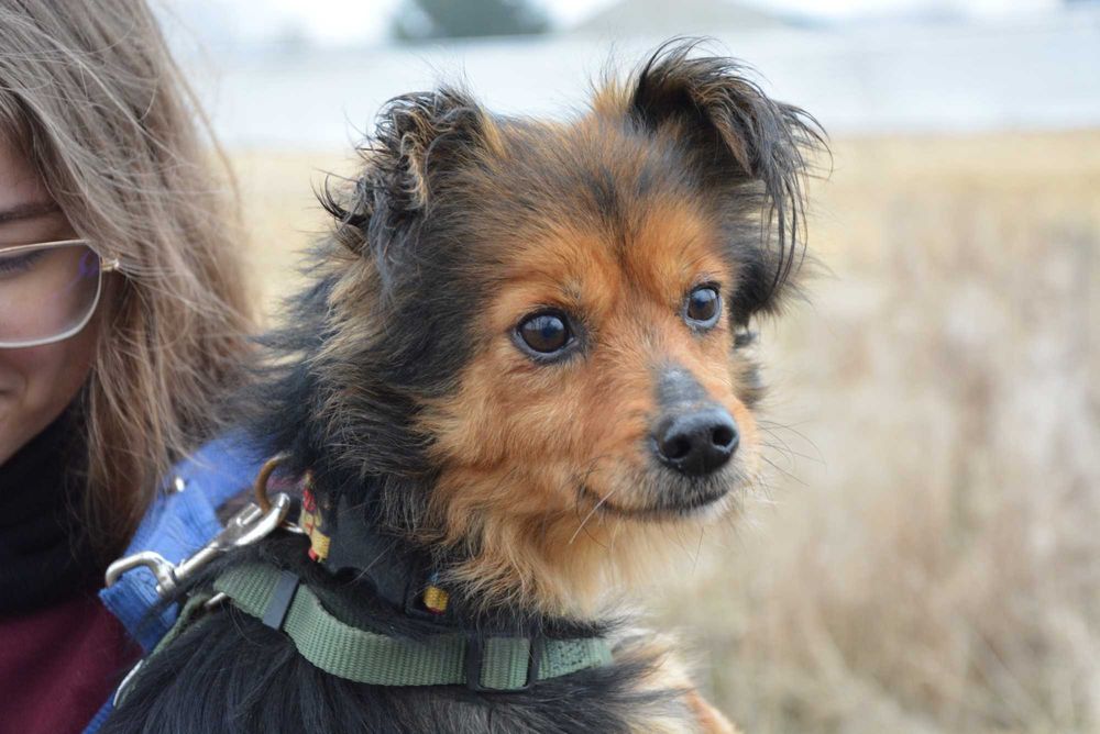 Szałwia – czuła dziewczynka pilnie szuka domu tymczasowego