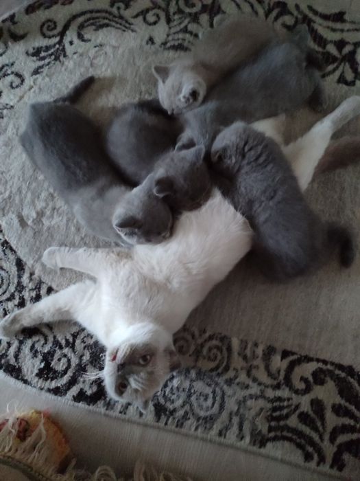 Шотландські кошенята