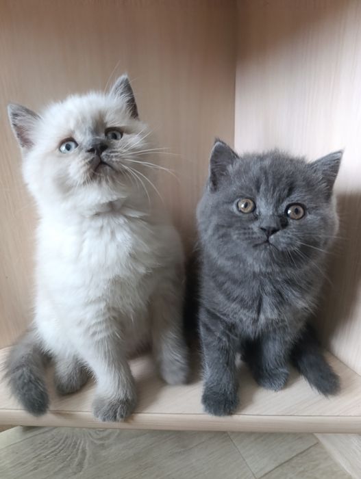 Шотландские  котята классные