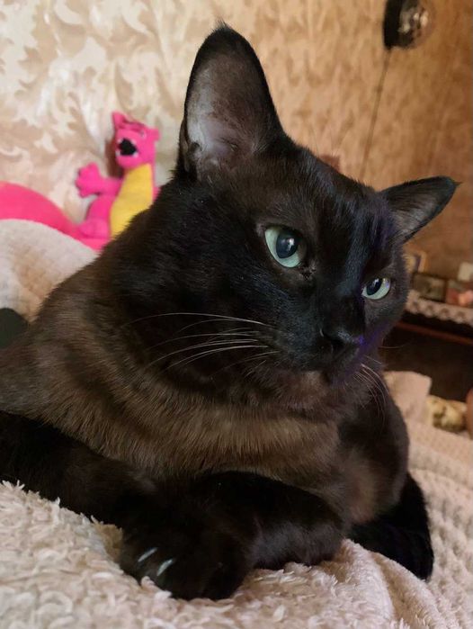 Тонкинез Зевс. Вязка. Порода кошки не принципиально