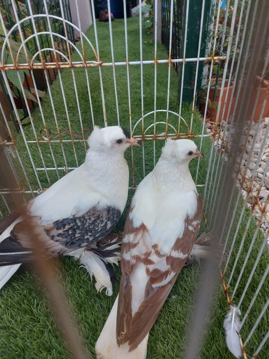 Vendo várias raças de pombos