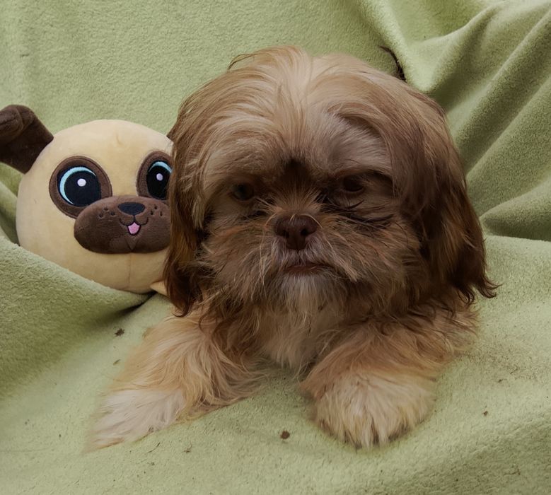 Suczka gotowa do odbioru 4 miesiące Shih tzu
