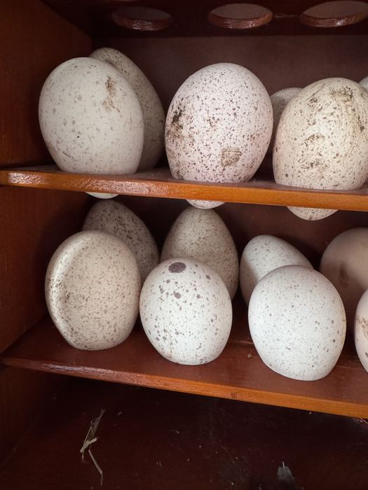 Ovos de perua galados