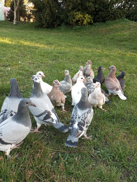 Sprzedam gołębie pocztowe