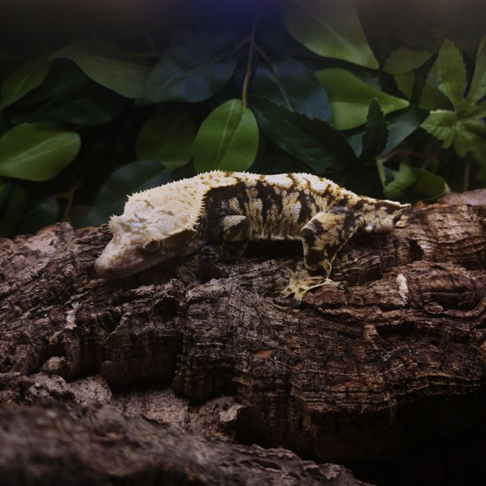 Gekon orzęsiony  Extreme Harlequin