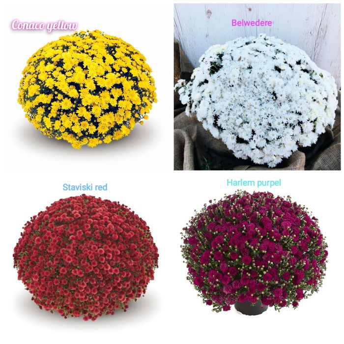 Хризантема мультифлора, середньоквіткова, великоквіткова горшок