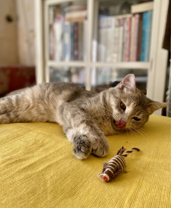 Весела красуня у пошуку надійноі родини!