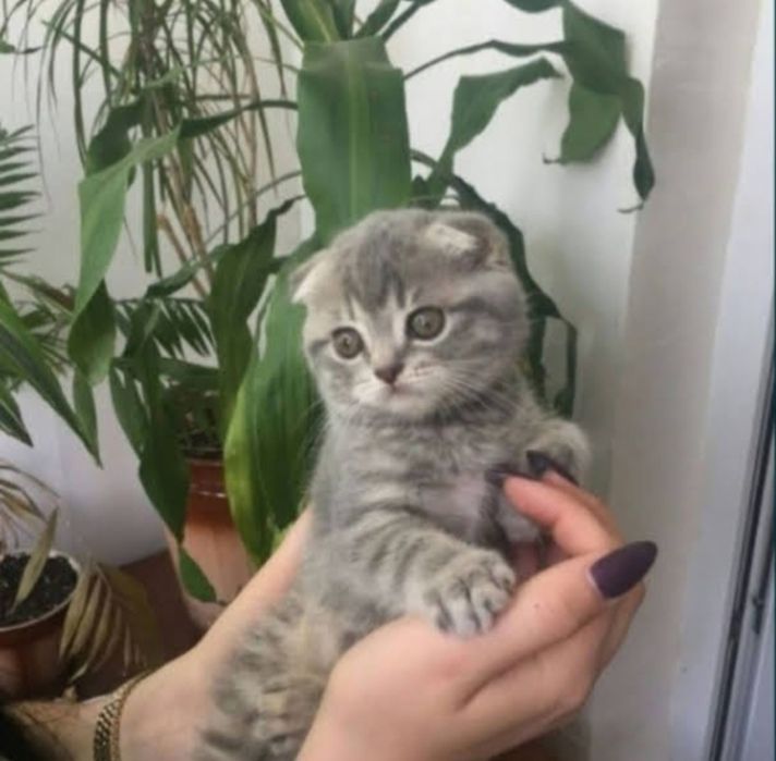 Продам котинят чистокровних