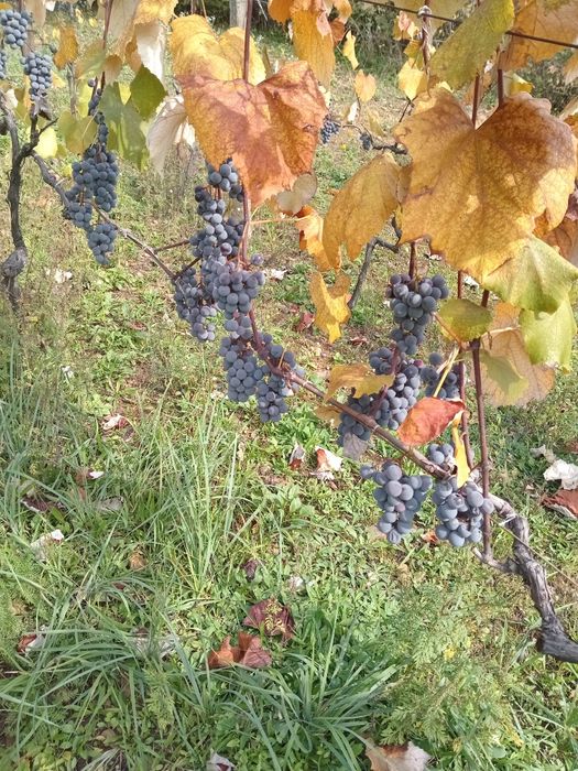 Продам Сік Виноградний Закарпатський