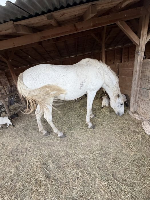 Cavalo lusitano